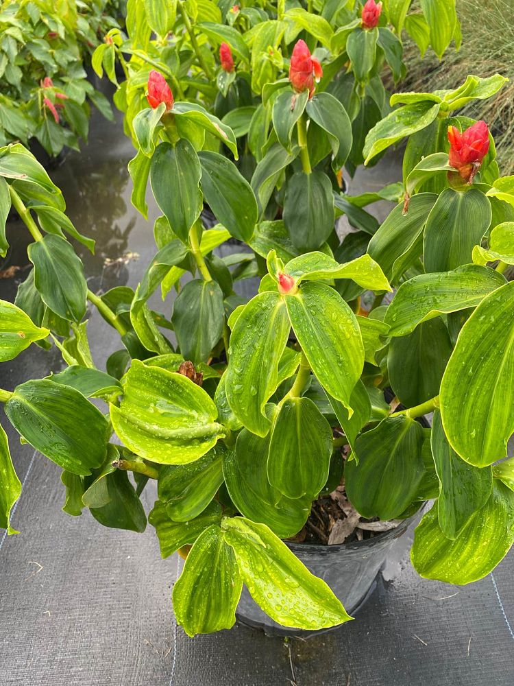 alpinia-purpurata-red-ginger