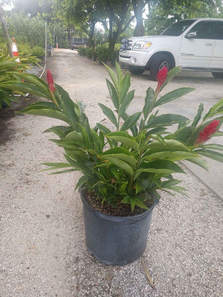 alpinia-purpurata-red-ginger