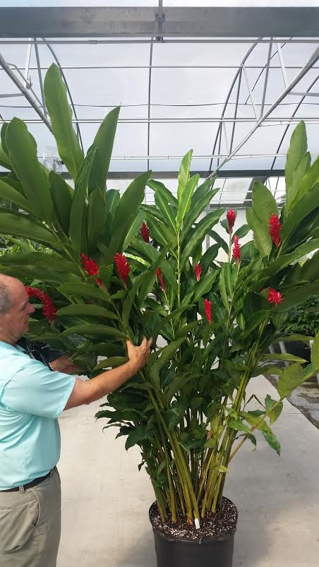 alpinia-purpurata-red-ginger