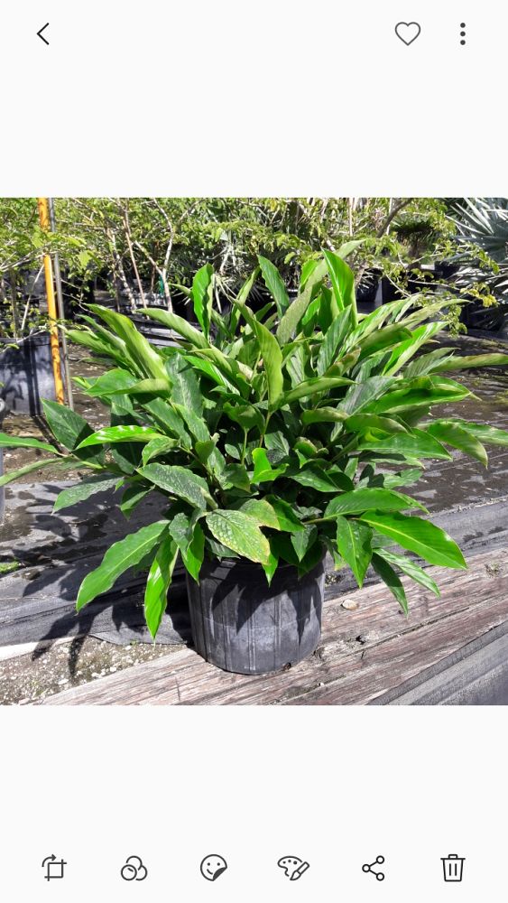 alpinia-purpurata-red-ginger