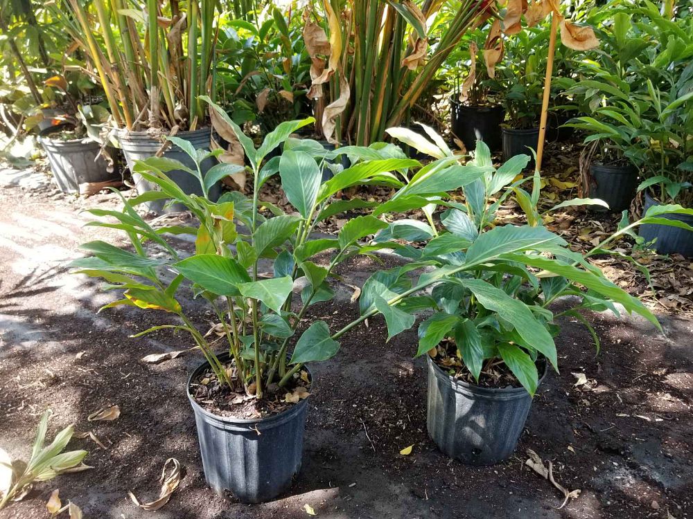 alpinia-purpurata-red-ginger