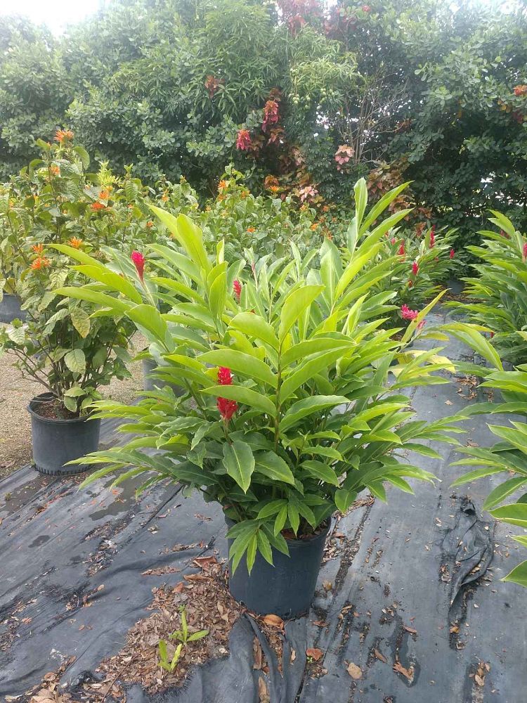 alpinia-purpurata-red-ginger