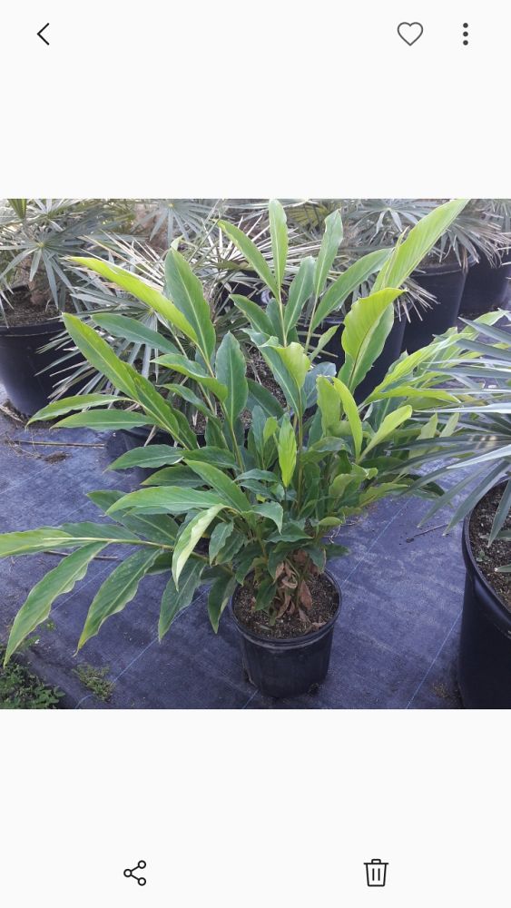 alpinia-purpurata-red-ginger