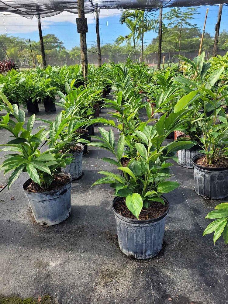 alpinia-purpurata-red-ginger