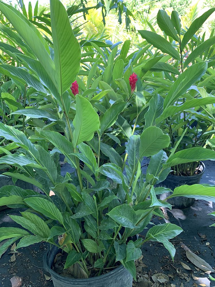 alpinia-purpurata-red-ginger