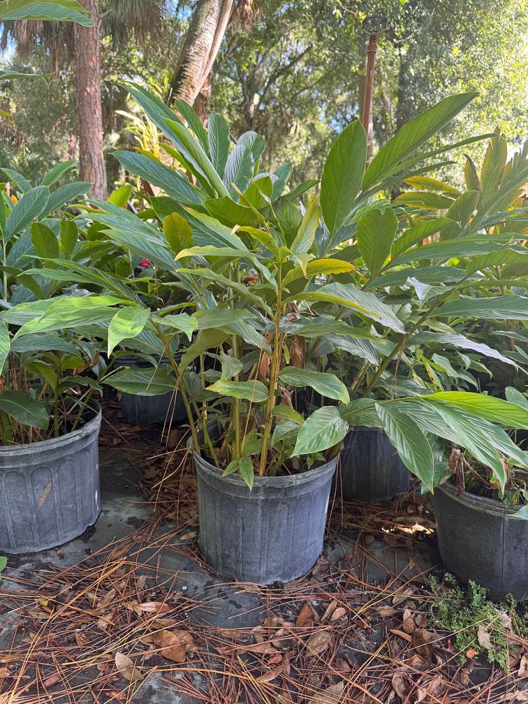 alpinia-purpurata-red-ginger