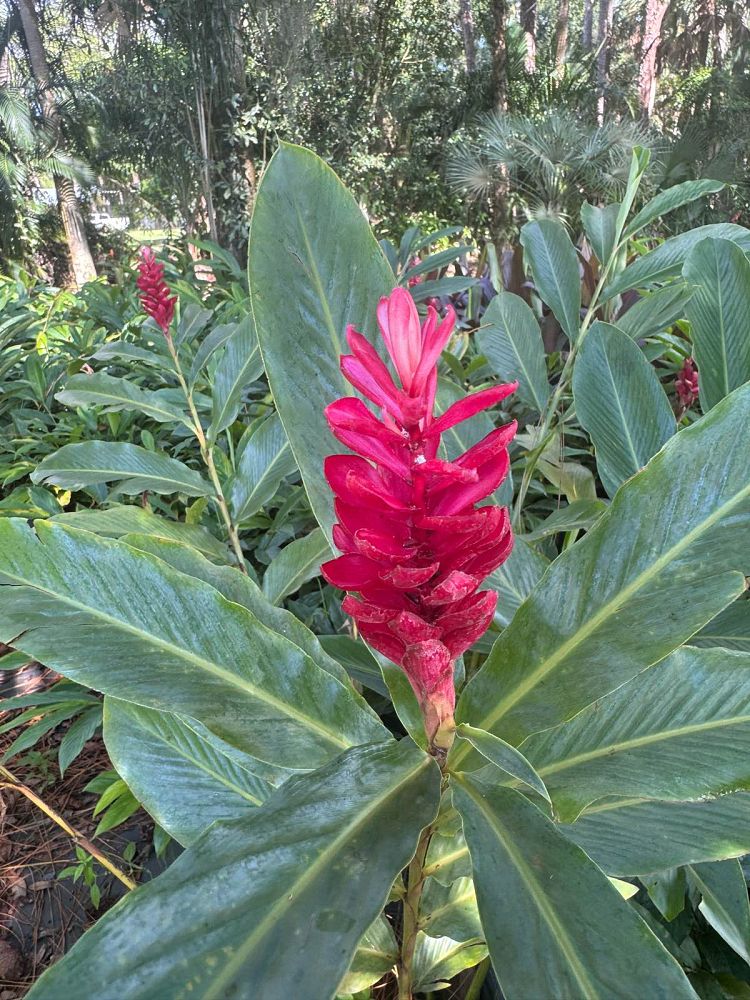 alpinia-purpurata-red-ginger