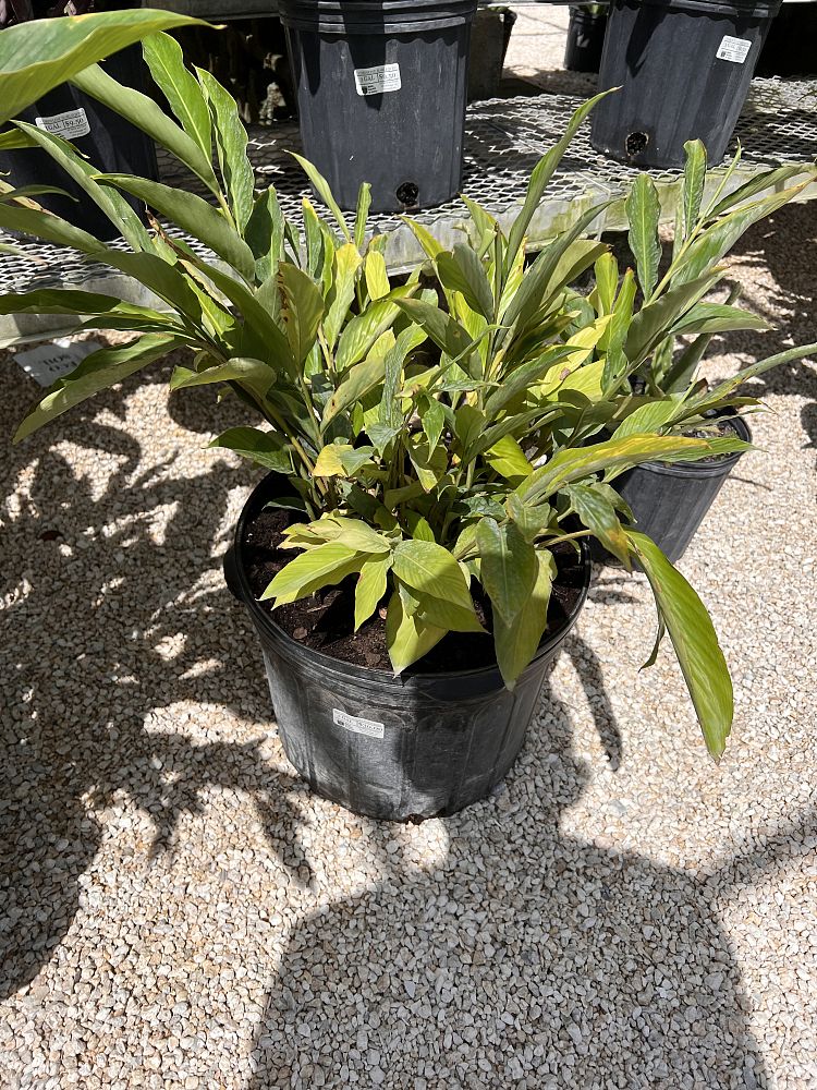 alpinia-purpurata-red-ginger