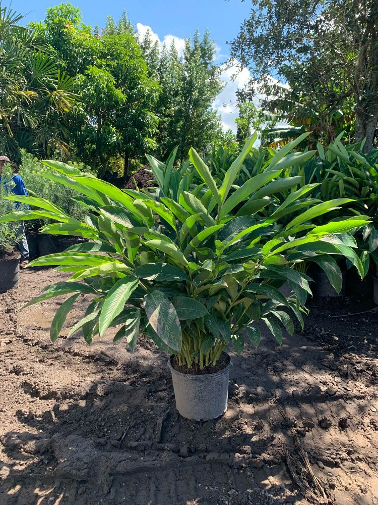 alpinia-purpurata-red-ginger