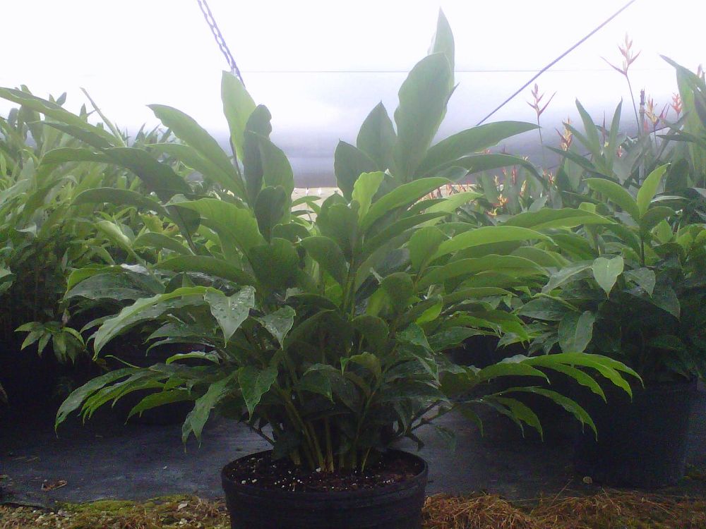 alpinia-purpurata-red-ginger