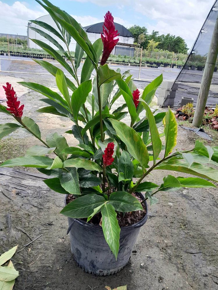 alpinia-purpurata-red-ginger