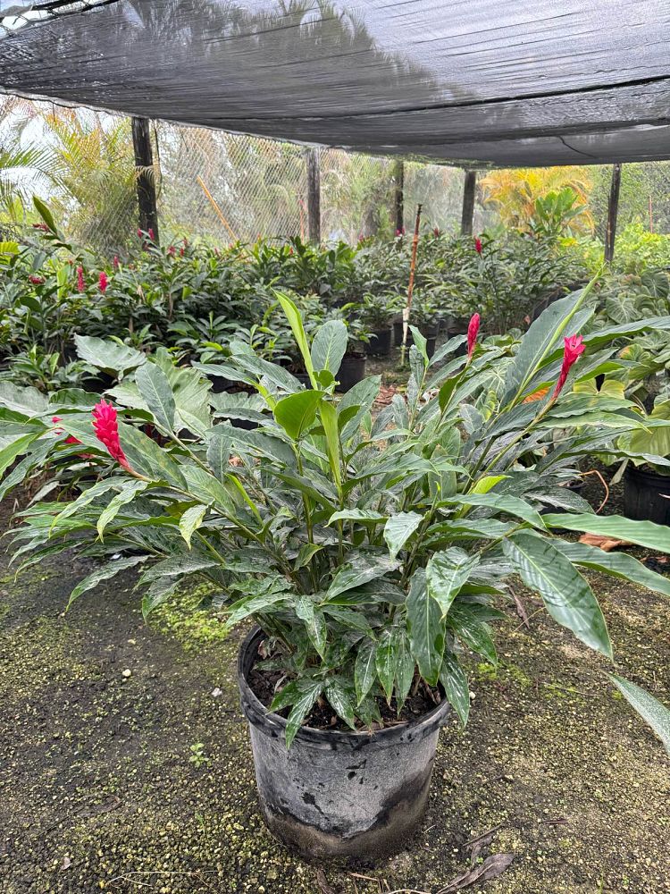 alpinia-purpurata-red-ginger