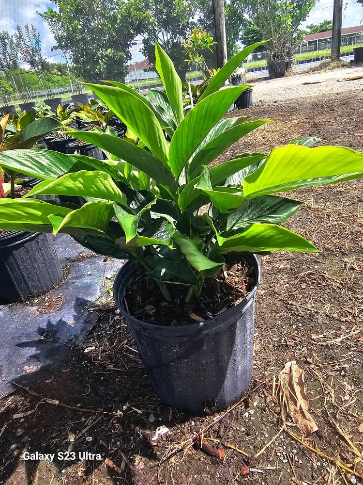 alpinia-purpurata-red-ginger