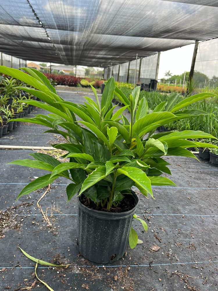 alpinia-purpurata-red-ginger