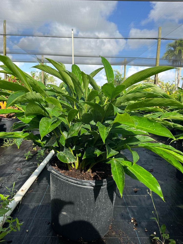 alpinia-purpurata-red-ginger