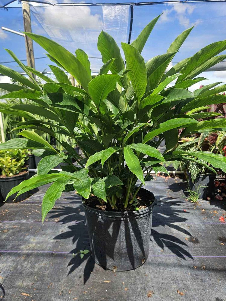 alpinia-purpurata-red-ginger
