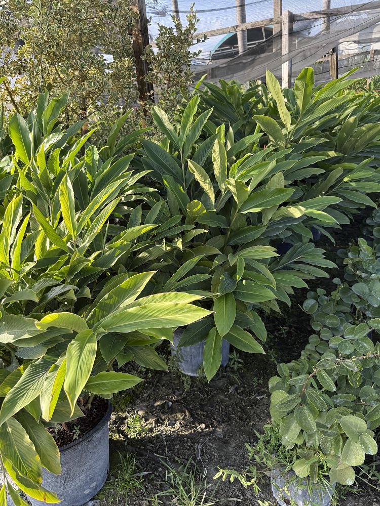 alpinia-purpurata-red-ginger
