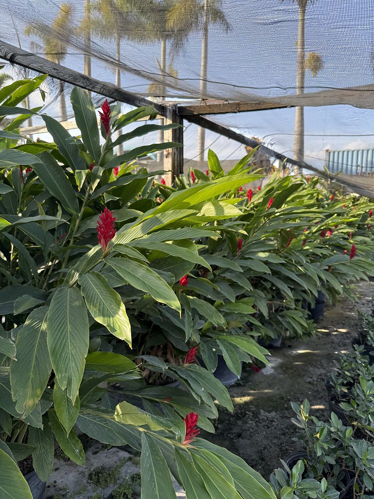 alpinia-purpurata-red-ginger