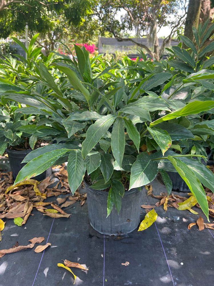 alpinia-purpurata-red-ginger