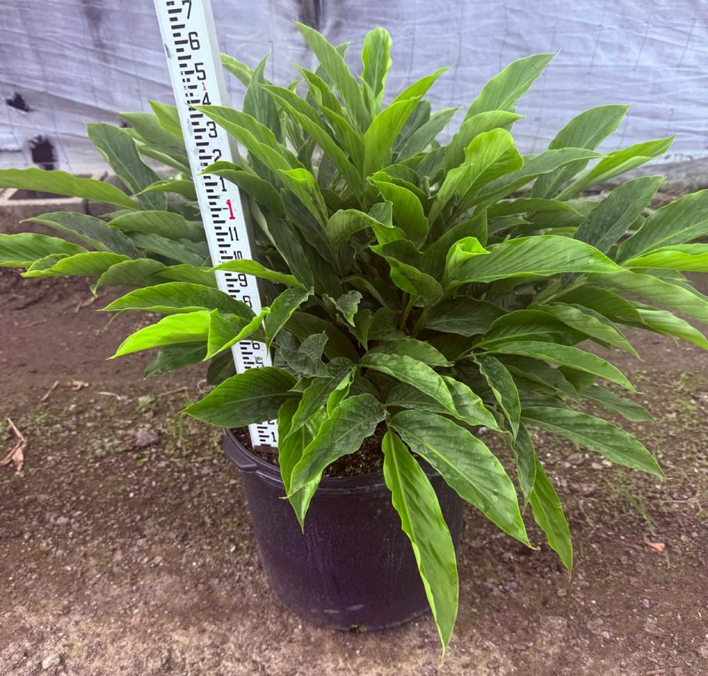 alpinia-purpurata-red-ginger