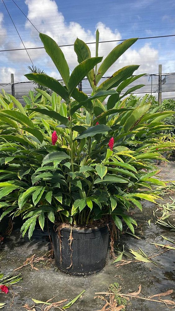 alpinia-purpurata-red-ginger