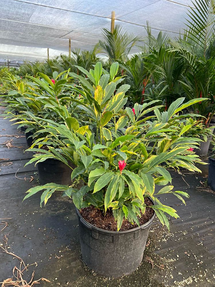 alpinia-purpurata-red-ginger