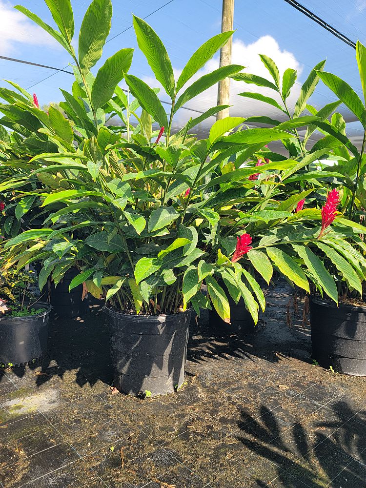 alpinia-purpurata-red-ginger
