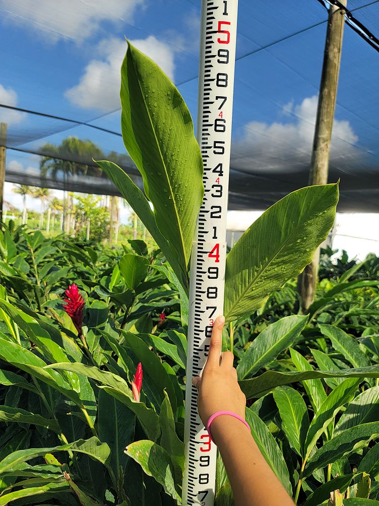 alpinia-purpurata-red-ginger