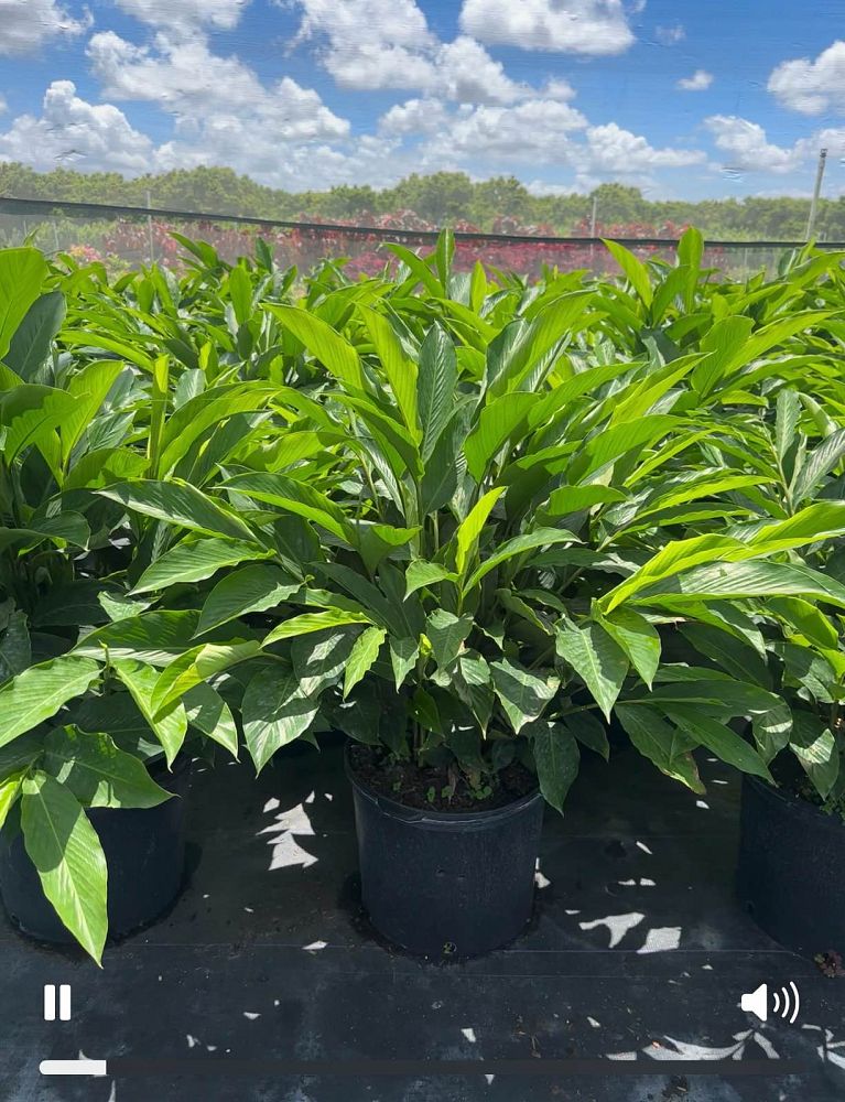 alpinia-purpurata-red-ginger
