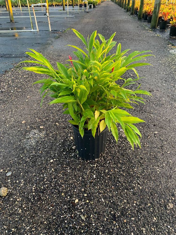 alpinia-purpurata-red-ginger