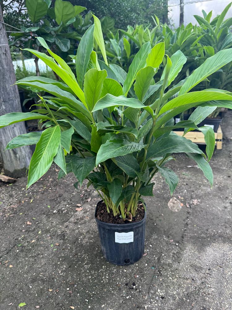 alpinia-purpurata-red-ginger