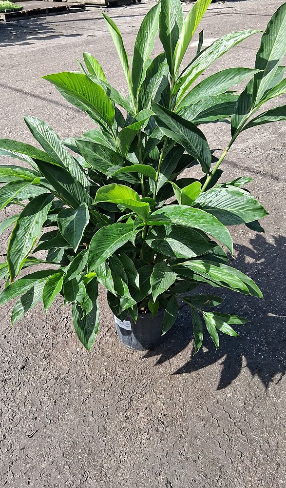 alpinia-purpurata-red-ginger