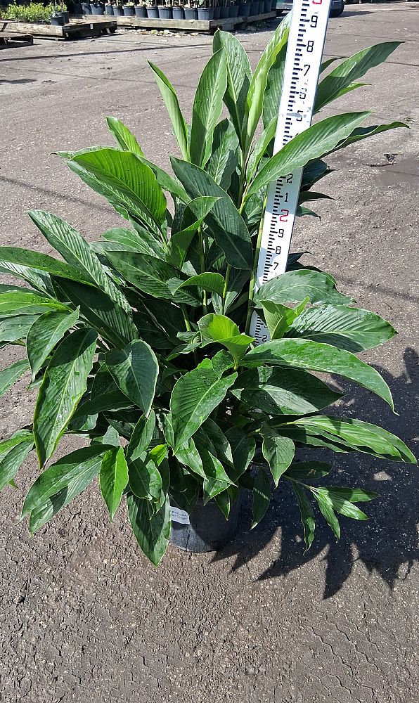 alpinia-purpurata-red-ginger