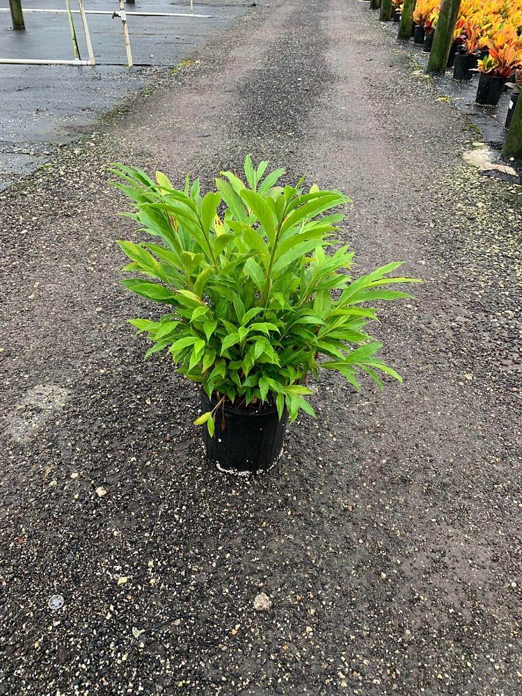 alpinia-purpurata-red-ginger