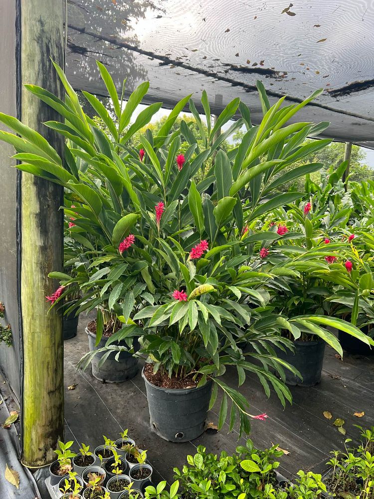 alpinia-purpurata-red-ginger