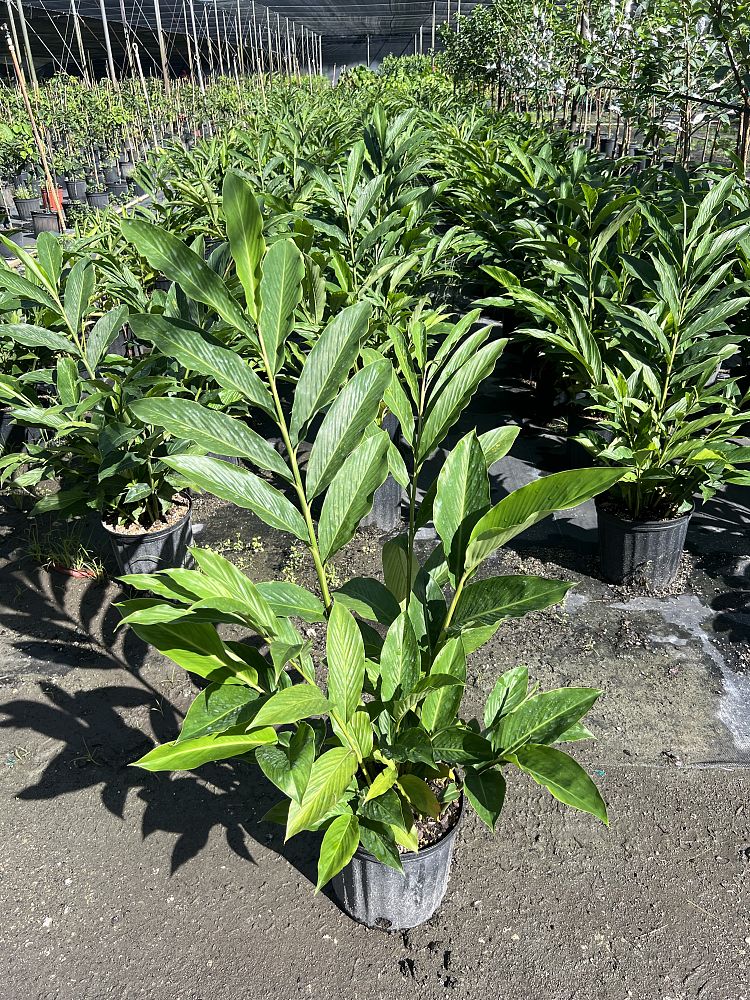alpinia-purpurata-red-ginger