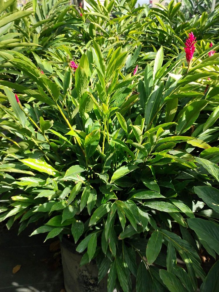alpinia-purpurata-red-ginger