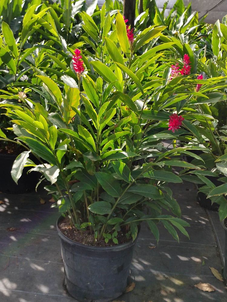 alpinia-purpurata-red-ginger