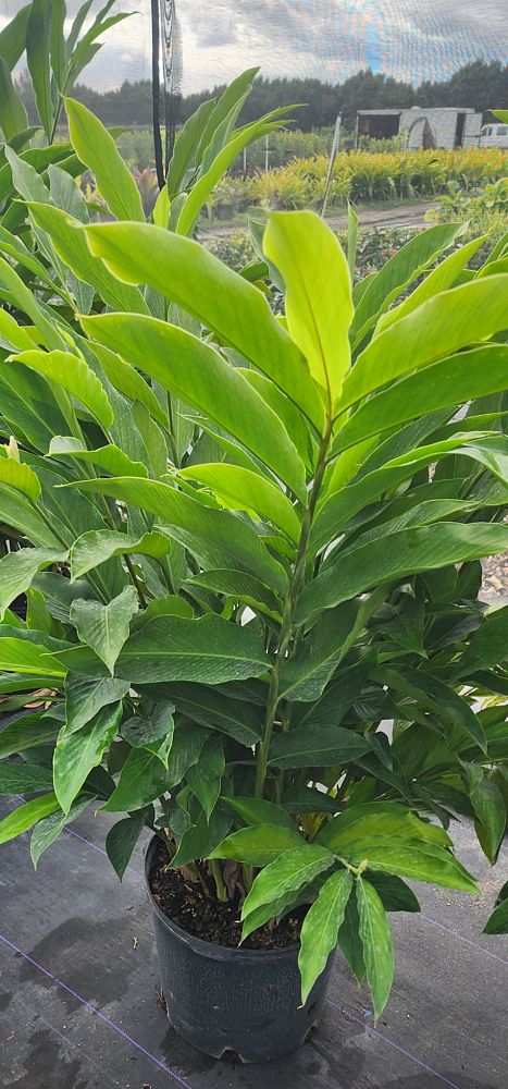 alpinia-purpurata-white-ginger