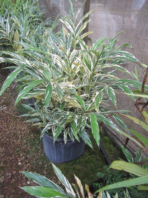 alpinia-sanderae-marble-ginger