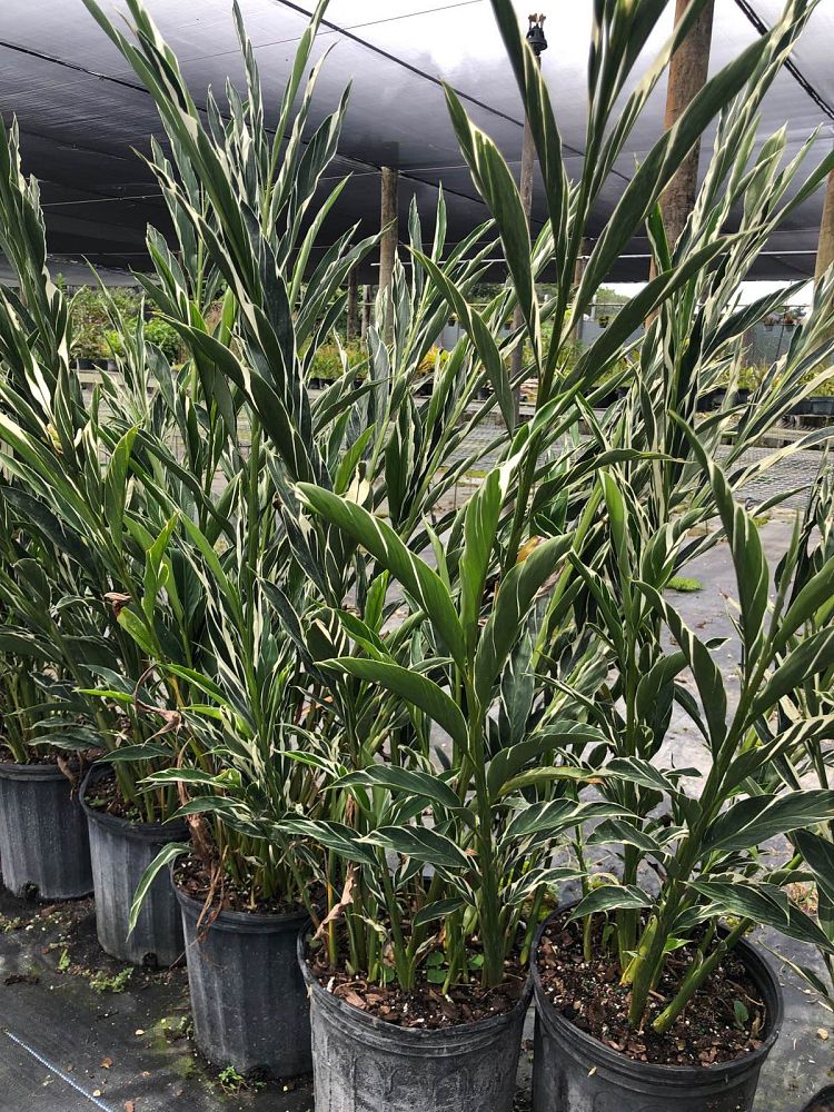 alpinia-vittata-marble-ginger-alpinia-tricolor