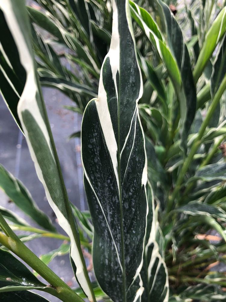alpinia-vittata-marble-ginger-alpinia-tricolor
