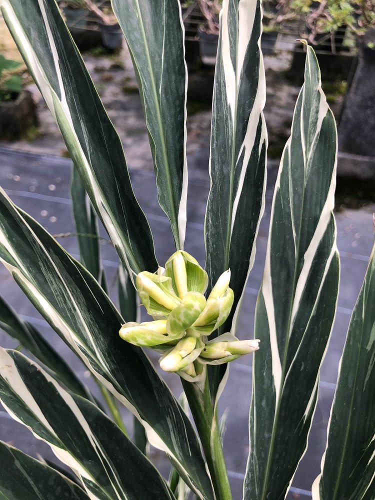 alpinia-vittata-marble-ginger-alpinia-tricolor