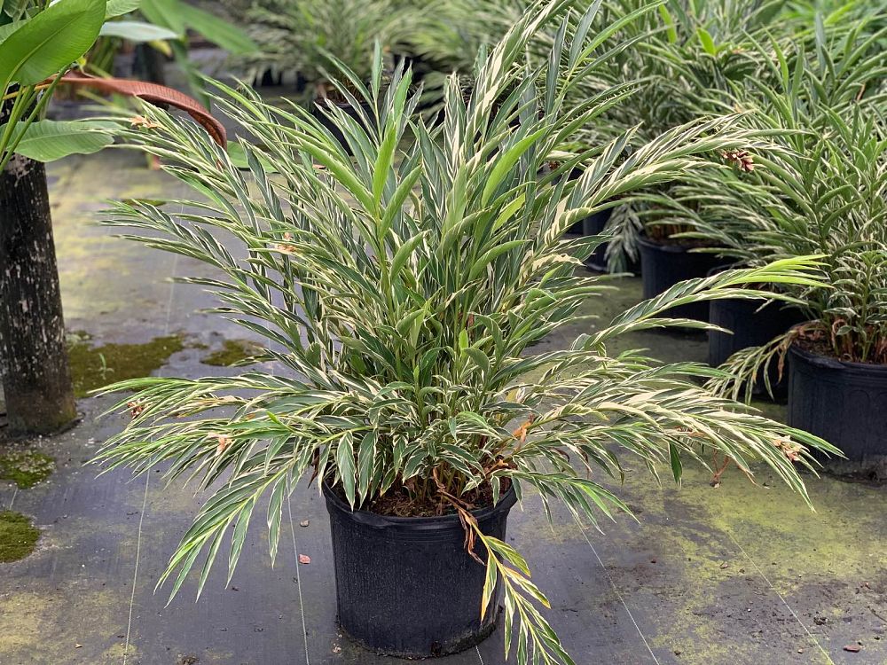 alpinia-vittata-marble-ginger-alpinia-tricolor
