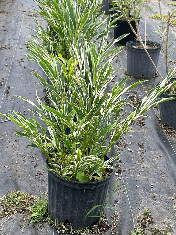 alpinia-vittata-marble-ginger-alpinia-tricolor