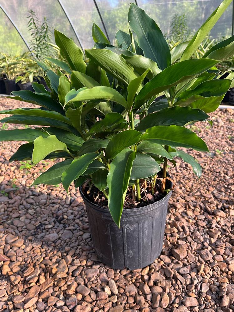 alpinia-zerumbet-nana-dwarf-shell-ginger