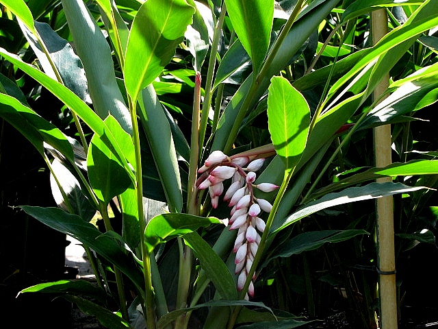 alpinia-zerumbet-shell-ginger-green