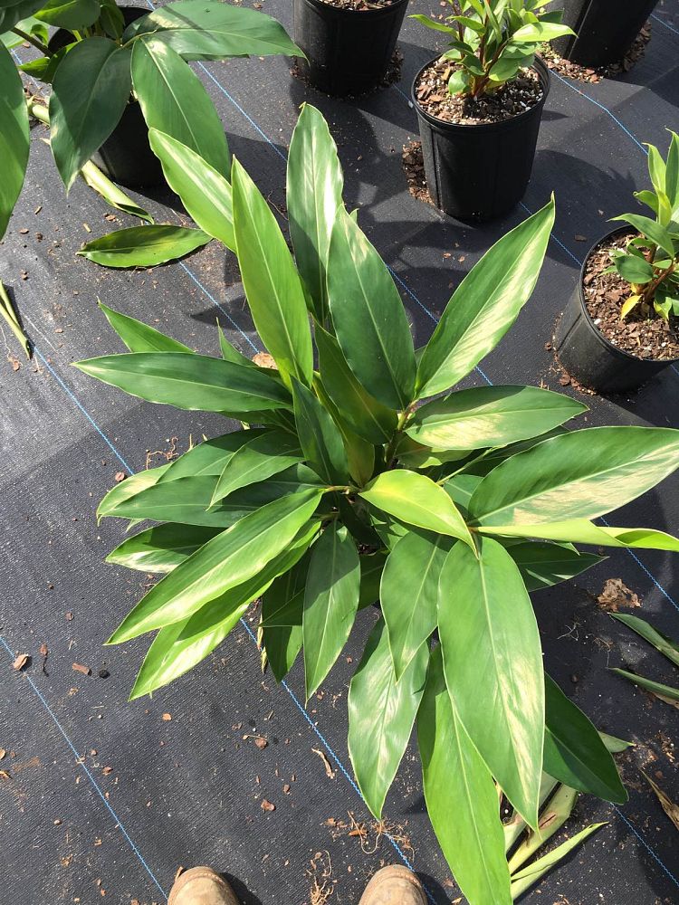alpinia-zerumbet-shell-ginger-green