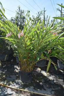 alpinia-zerumbet-shell-ginger-green