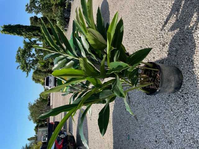 alpinia-zerumbet-shell-ginger-green